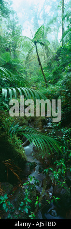 La foresta pluviale tropicale foresta nuvola Monteverde Biological Reserve Costa Rica Foto Stock