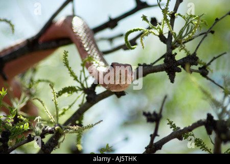 Coachwhip rosso o rosso racer (Masticophis flagello) su un albero di mesquite, Arizona Foto Stock