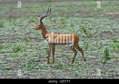 Impala (Aepyceros Melampus) nella Riserva Selous, Tanzania Africa Foto Stock