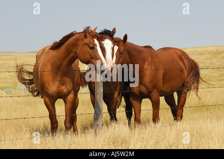 Tre cavalli hudle insieme lungo una linea di recinzione su praterie Southern Saskatchewan Canada Foto Stock