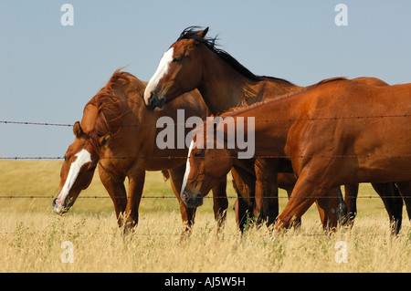 Tre cavalli huddle insieme lungo una linea di recinzione su praterie Southern Saskatchewan Canada Foto Stock