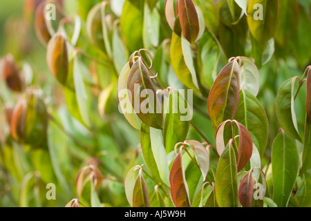 Giapponese Sanguinello var. Angustata Foto Stock