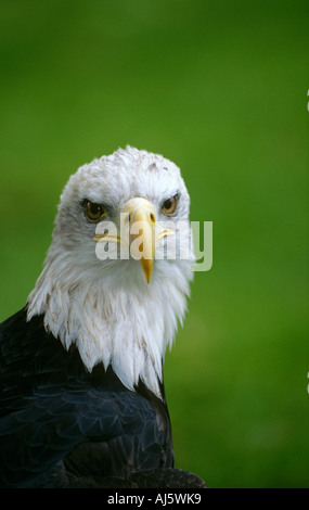 Aquila calva Haliaeetus leucocephalus testa Foto Stock