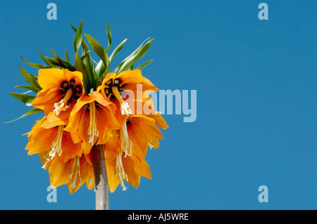 Crown giglio imperiale Foto Stock