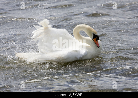 Cigno lavaggio. Foto Stock