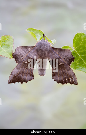 Il PIOPPO hawk moth in appoggio. Foto Stock