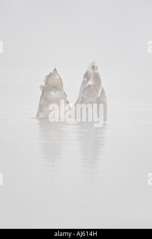 Coppia di capretti Cigni muti Cygnus olor basso nella nebbia mattutina paxton box cambridgeshire Foto Stock