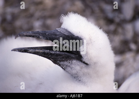 Gannett CHICK Morus bassanus ansimando nel calore del Bass Rock Scozia UK Foto Stock