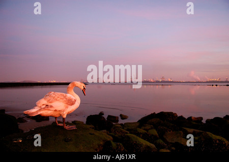 Cigno Cygnus olor waterbird bianco paesaggio con una bella riche rosso chiaro/bleu sun verso il basso con sullo sfondo l'industria Foto Stock