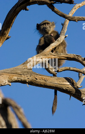 Giovane babbuino chamca tenendo un bambino morto in una struttura ad albero Foto Stock