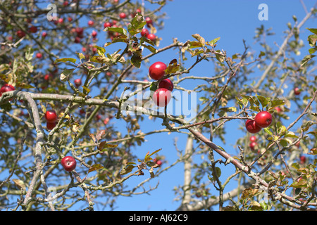 Red English Apples pronto per il raccolto contro il cielo blu Foto Stock
