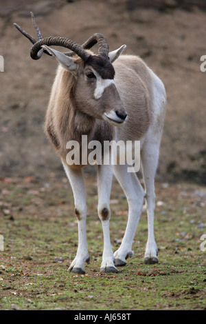 Addax - antilope Addax nasomaculatus Foto Stock