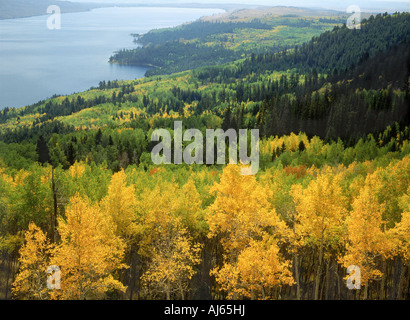 Paesaggio temperate di Aspen e foreste sempreverdi in autunno a Härjedalen in Svezia Jamtland (Jämtland) Foto Stock