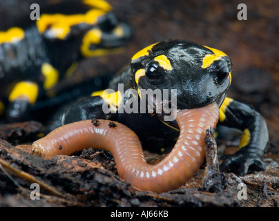 Firesalamander salamandra pezzata Salamandra salamandra alpine il vero è mangiare un lombrico worm Foto Stock