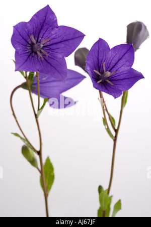 Harebell (Campanula rotundifolia) Foto Stock