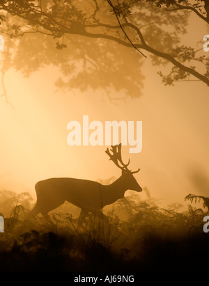 Daini Cervus dama buck in alberi e bracken sillouetted retroilluminato nella nebbia e sole di mattina Richmond Park London Foto Stock