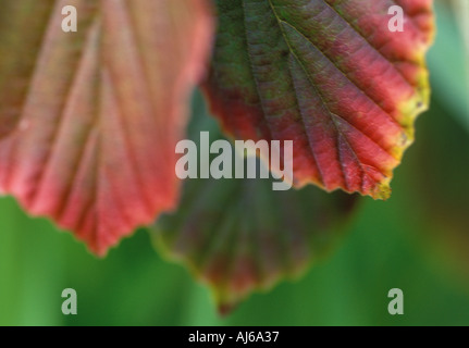Foglie di autunno Foto Stock