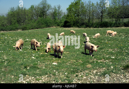 Libera i suini in esecuzione su un prato di primavera nel sud della Francia Foto Stock