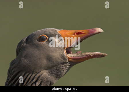 Graylag goose (Anser anser), urla, ritratto Foto Stock