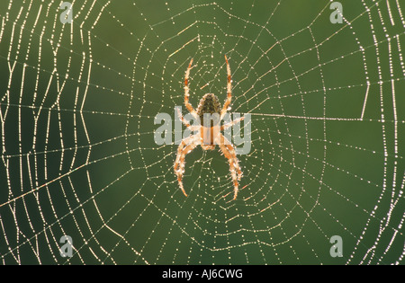 Orbweaver, orb-tessitura spider, ampia corposo orbweaver (Araneidae), crociera nel suo web Foto Stock