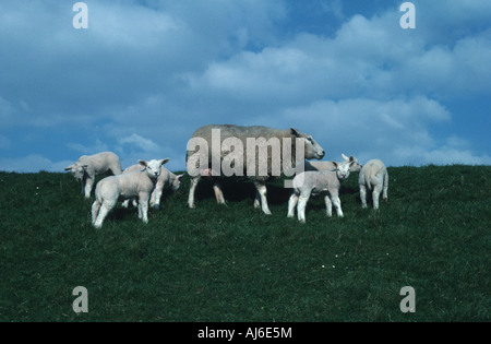 Pecore Texel (Ovis ammon f. aries), agnelli sulla diga, Paesi Bassi, Texel Foto Stock