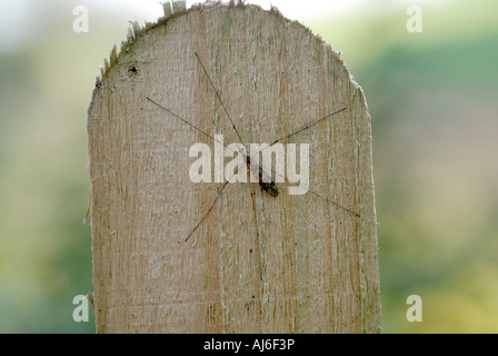 Gru fly o Daddy Long legs Limonia sp a riposo su una recinzione Foto Stock