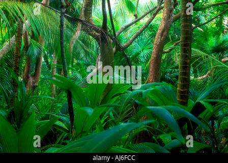 Fitte palme tropicali e il fogliame in Belize Caraibi Proprietà immagine rilasciata Foto Stock