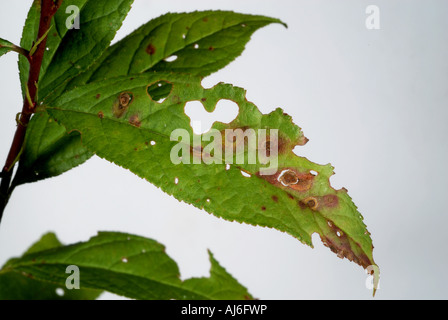 Foro di shot Stigmina carpophila lesioni e fori in Prunus glandulosa leaf Foto Stock