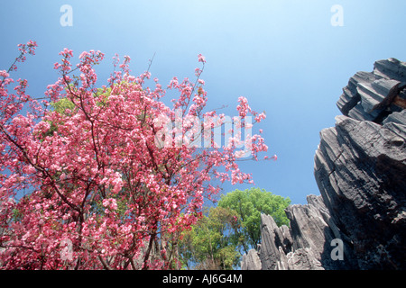 Oriental ciliegio (Prunus serrulata), fiori di colore rosa e le formazioni rocciose, Cina Yunnan, Shilin Foresta di Pietra Foto Stock