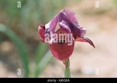 Israele Negev vicino Yeruham viola Iris petrana Petra Yeruham Iris Iris in habitat naturali Foto Stock