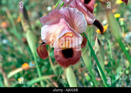 Israele Negev vicino Yeruham viola Iris petrana Petra Yeruham Iris Iris in habitat naturali Foto Stock