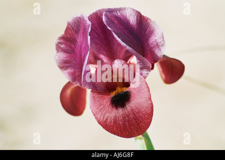 Israele Negev vicino Yeruham viola Iris petrana Petra Yeruham Iris Iris in habitat naturali Foto Stock