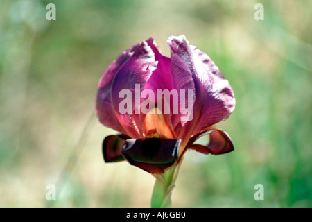 Israele Negev vicino Yeruham viola Iris petrana Petra Yeruham Iris Iris in habitat naturali Foto Stock