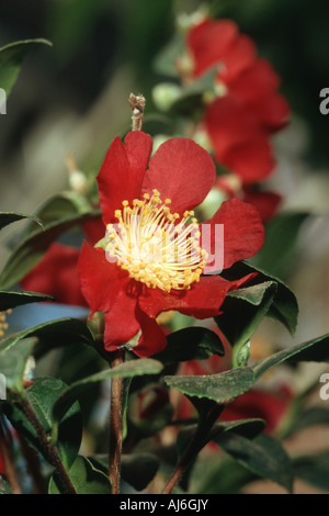 Camelia (Camelia sasanqua 'Juletide', Camelia sasanqua Juletide), fiore Foto Stock