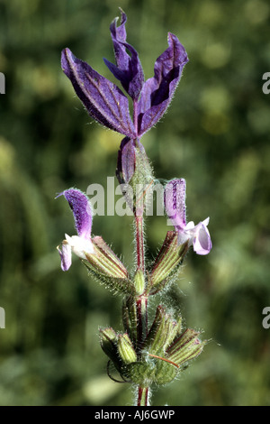 Rosso-sormontato sage, annuale salvia, Barbablù, dipinto di salvia, salvia Barbe-bleue, wild clary (Salvia viridis, Salvia horminum), inflores Foto Stock