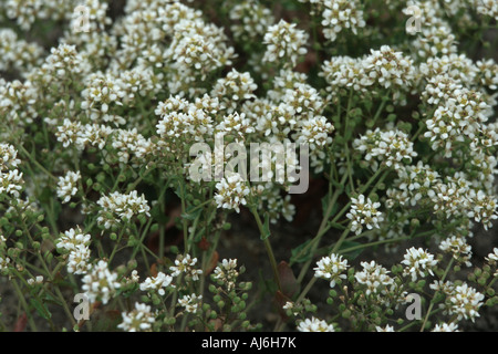 Scabbia comune erba (Cochlearia officinalis), fioritura Foto Stock