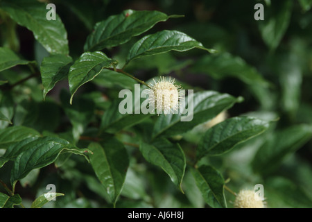 Comune (buttonbush Cephalanthus occidentalis), fioritura Foto Stock