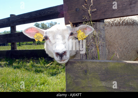 Pecora con caratteristiche distintive Foto Stock