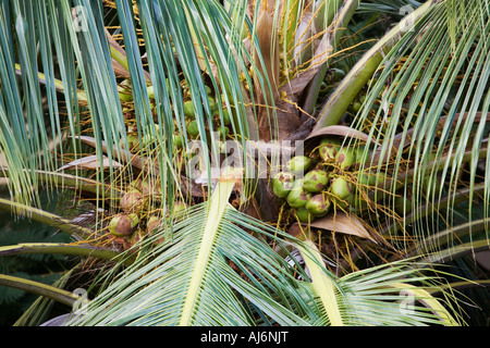 Il Cocos nucifera. Noci di cocco che cresce su una palma da cocco albero in India Foto Stock