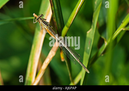 Femmina zampe blu damselfly Platycnemis pennipes Foto Stock