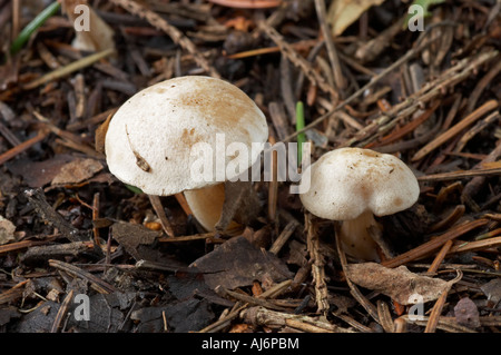 Twiglet feltrato - Tubaria conspersa Foto Stock