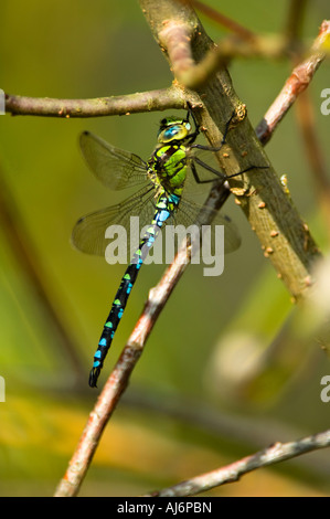 Southern Hawker Aeshna cyanea maschio aka il Darner blu Foto Stock