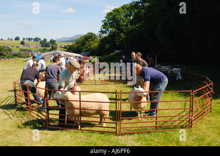 A giudicare le pecore a Llanfihangel Talyllyn spettacolo agricolo vicino a Brecon Galles POWYS REGNO UNITO GB Foto Stock