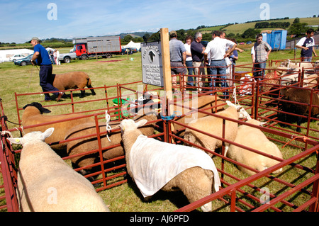 A giudicare le pecore a Llanfihangel Talyllyn spettacolo agricolo vicino a Brecon Galles POWYS REGNO UNITO GB Foto Stock