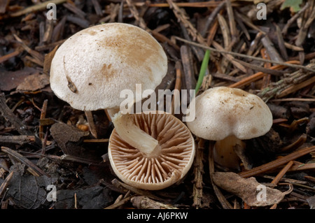 Twiglet feltrato - Tubaria conspersa Foto Stock