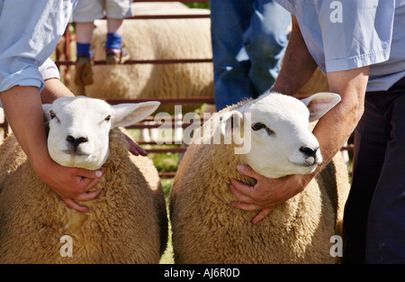 A giudicare le pecore a Llanfihangel Talyllyn spettacolo agricolo vicino a Brecon Galles POWYS REGNO UNITO GB Foto Stock