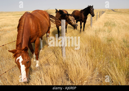 Tre cavalli lungo una linea di recinzione sulle praterie di praterie Southern Saskatchewan Canada Foto Stock