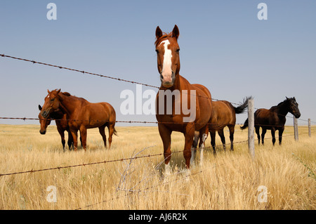 Cavalli lungo una linea di recinzione sulle praterie di praterie Southern Saskatchewan Canada Foto Stock