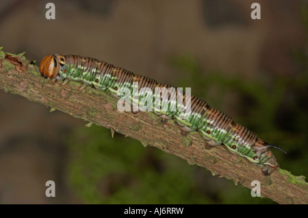 Pine Hawk Moth larva - Hyloicus pinastri Foto Stock