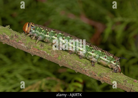 Pine Hawk Moth larva - Hyloicus pinastri Foto Stock